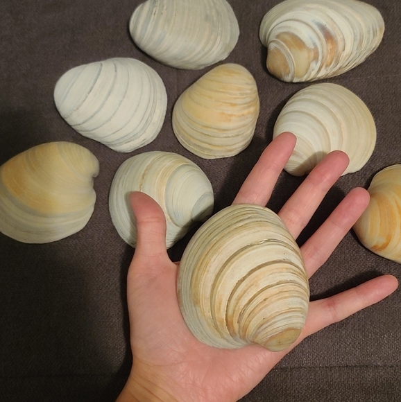 3 Random Natural Venus Clam Shells - Picture 7 of 10